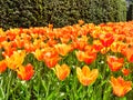 Colorful bright red  yellow  tulips flowers field, natural spring background Royalty Free Stock Photo