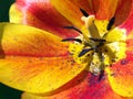 bright tulips close-up. spring April flowers