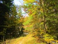 Colorful bright yellow, orange and green fall beech and spruce forest