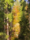 Colorful bright yellow, orange and green fall beech and spruce forest