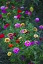 Colorful and bright zinnias in a garden bed