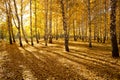 Colorful broadleaf foliage in the autumn forest. Long shadows from trees Royalty Free Stock Photo