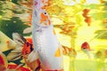 Colorful brocaded carps Royalty Free Stock Photo