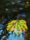 The colorful broken maple leaf. Fallen leaf on sunken basalt stone in blurred water of stream. Royalty Free Stock Photo