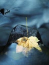 The colorful broken maple leaf. Fallen leaf on sunken basalt stone in blurred water of stream.