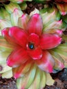 Colorful Bromeliad