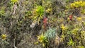 Colorful bromeliads on a cliff face Royalty Free Stock Photo