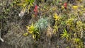 Colorful bromeliads on a cliff face