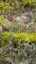 Colorful bromeliads on a cliff face