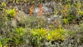 Colorful bromeliads on a cliff face