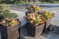 Colorful bromeliads