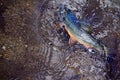 Colorful Brook Trout Fights on the line