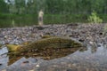 Colorful brook trout on stones in a mountain river. Royalty Free Stock Photo