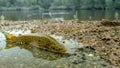 Colorful brook trout on stones in a mountain river. Royalty Free Stock Photo