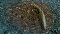 Colorful brook trout on stones in a mountain river. Top view. Royalty Free Stock Photo