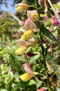 Colorful Broom Flowers