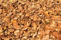 Colorful and brown autumn leaves, texture, material and background. Leaves the leaves from the trees, close up.