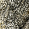 Brown Gray Orange Hardwood Tree Bark