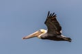 Colorful Brown Pelican Flying in a deep blue sky close up