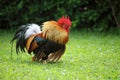 Colorful brown rooster