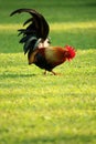 Colorful brown rooster finding food