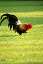 Colorful brown rooster finding food