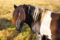 Colorful brown and white horse with a long forelock