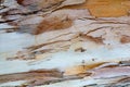 Colorful browns and natural color cracked and peeling tree bark texture Royalty Free Stock Photo