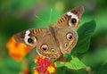 Colorful Buckeye Butterfly