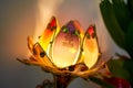 Colorful Buddha lamps used in Buddhist worship, translation: Buddha. Royalty Free Stock Photo