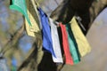 Colorful buddhism flags hanging in a tree