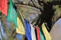 Colorful buddhism flags hanging in a tree