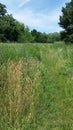 Plants And Tree. Field And Budding Wild Flowers Royalty Free Stock Photo