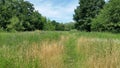 Weeds. Field And Budding Wild Flowers Royalty Free Stock Photo