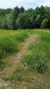 Field And Budding Wild Flowers Royalty Free Stock Photo