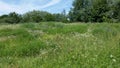 Plants And Tree.  Field And Budding Wild Flowers Royalty Free Stock Photo