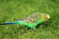 Colorful budgerigar