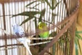Colorful Budgerigars Perched Together Inside a Birdcage