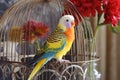 Colorful budgie bird sitting outside antique cage. Generative ai