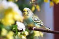 Colorful Budgie Budgerigar sitting on a flowery branch in the garden