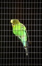 Colorful budgie sitting in a metal cage
