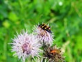 Colorful bug on plant , Lithuania Royalty Free Stock Photo