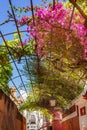 Colorful Building Flowers Santa Cruz Garden District Seville Spain