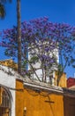 Colorful Buildings Jacaranda Flowers Santa Cruz Garden District Seville Spain