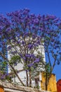 Colorful Buildings Jacaranda Flowers Santa Cruz Garden District Seville Spain