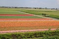 Colorful bulbfields in holland in the spring sunshine Royalty Free Stock Photo