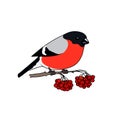 Colorful Bullfinch on White Background