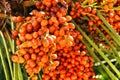 Colorful bunch of Dates in the palm tree Royalty Free Stock Photo