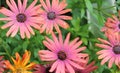 COLORFUL BUNCH OF GERBER DAISIES Royalty Free Stock Photo