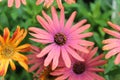 COLORFUL BUNCH OF GERBER DAISIES Royalty Free Stock Photo